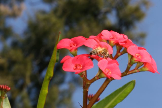 Bee on a Pink Geranium with Blue Sky