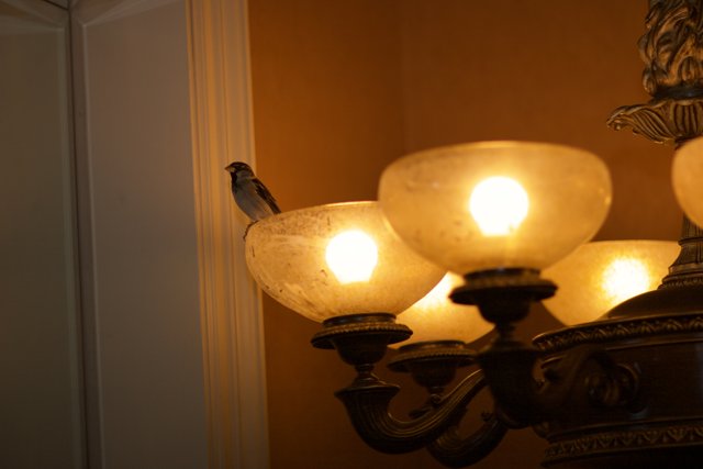 Lamp post birdwatcher