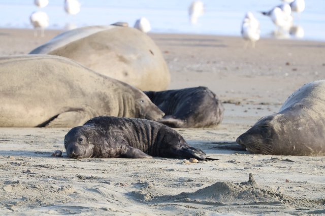 Elephant Seal Pup Resting Among Adults at Drakes Beach