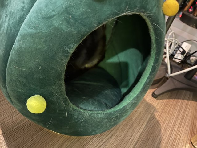 Cozy Cat in Tennis Ball Bed