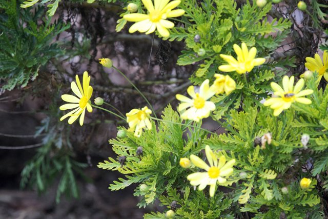 Spring's Radiant Arrival