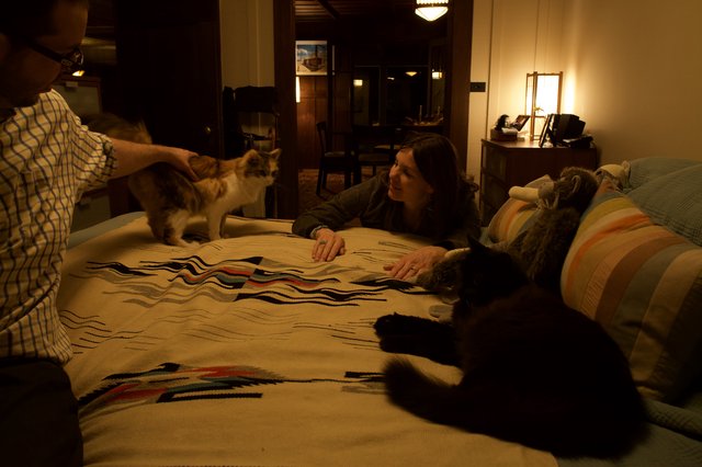 Evening Playtime with Two Cats on Patterned Bed