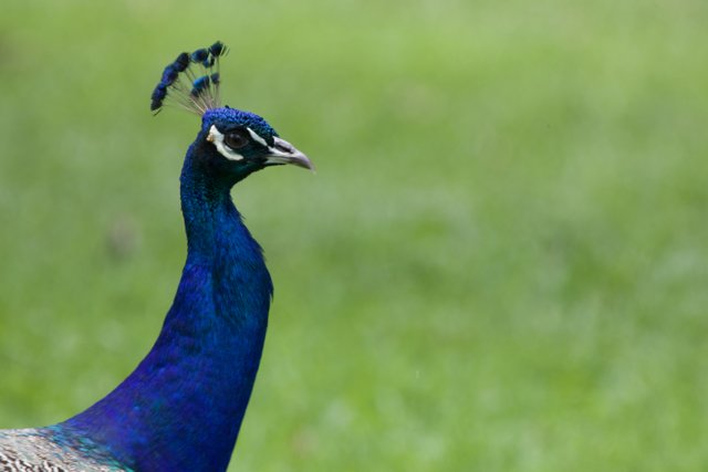 Majestic Pose: Peacock at Honolulu Zoo