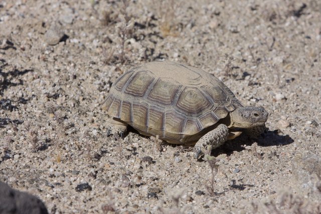 Desert Turtle Explorer