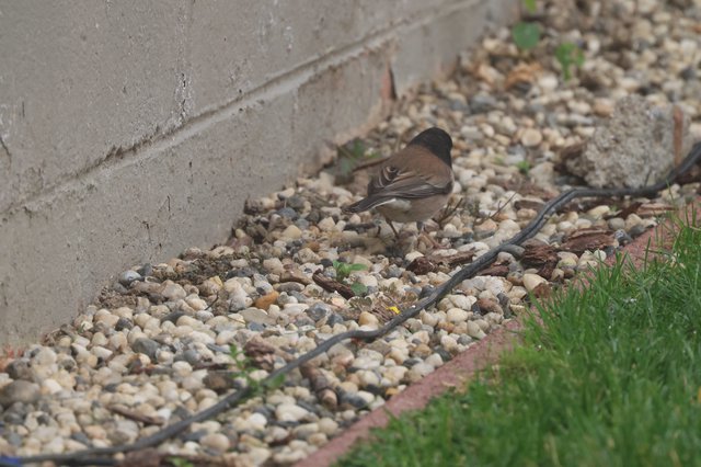 Dark-Eyed Junco Foraging on Gravel Path