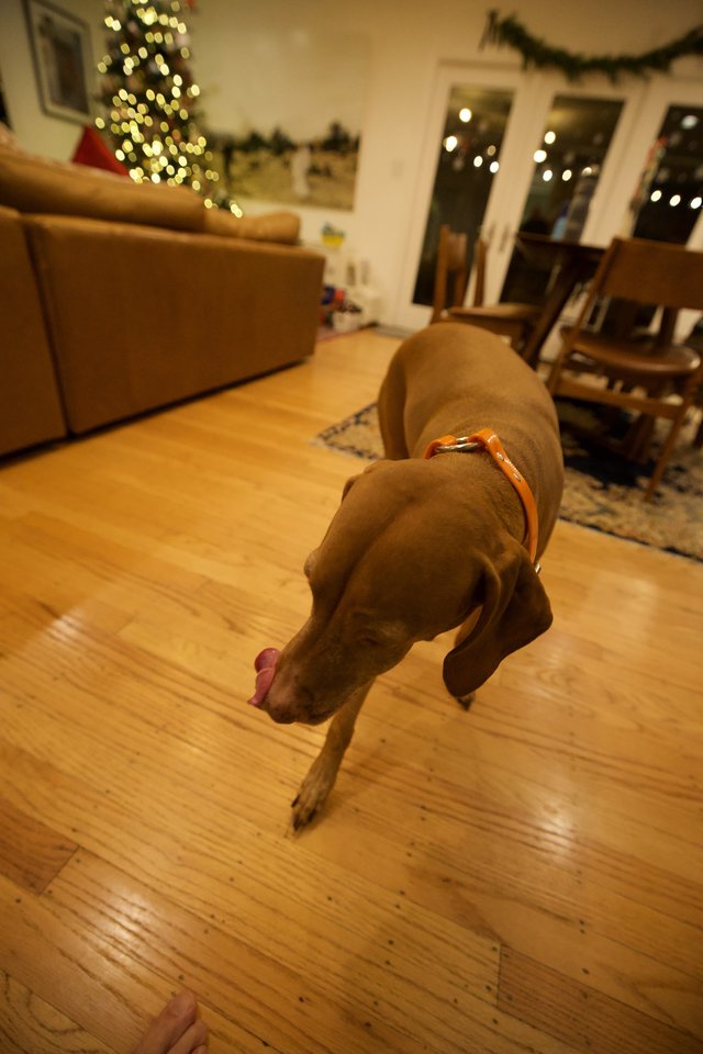 Vizsla Dog in Downward Stretch on Christmas Eve