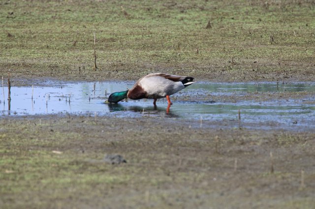 Male Mallard Duck Foraging in Shallow Wetland Waters
