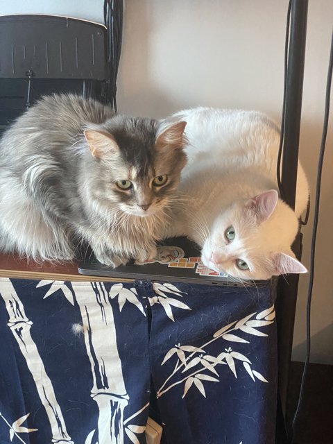 Feline Friends on a Tabletop
