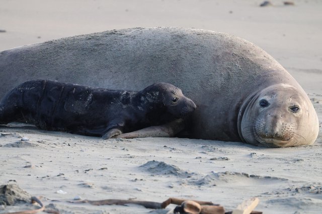 Mother Elephant Seal with Newborn Pup on Beach