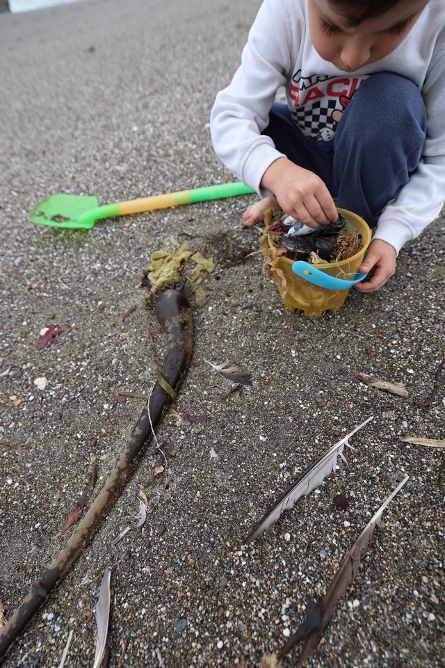 Young Explorer Collecting Beach Treasures in a Bucket