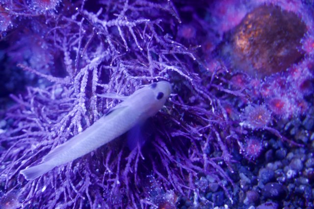 Marine Miniature: The Small Fish and Purple Seaweed