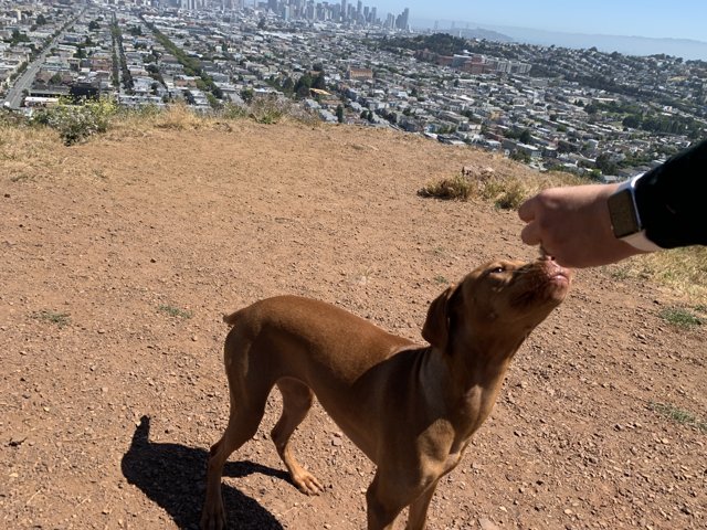 Feeding Time at Bernal Heights Park