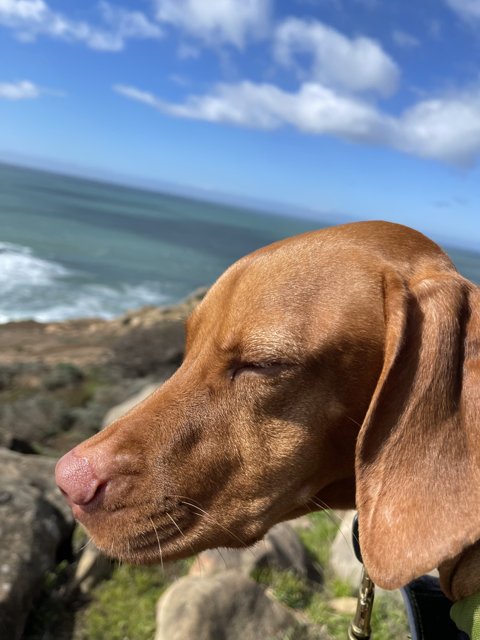 Peaceful Pup by the Ocean