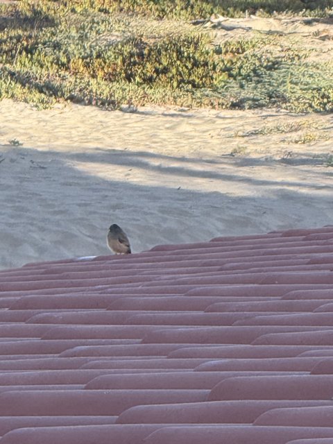 Morning Perch