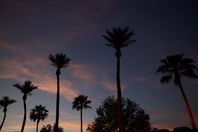 Palm Trees Silhouetted Against a Vibrant Sunset Sky