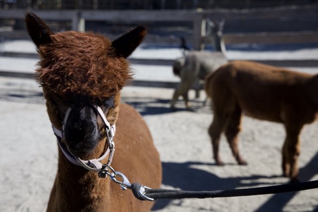 Llama Day at Carmel Valley Ranch