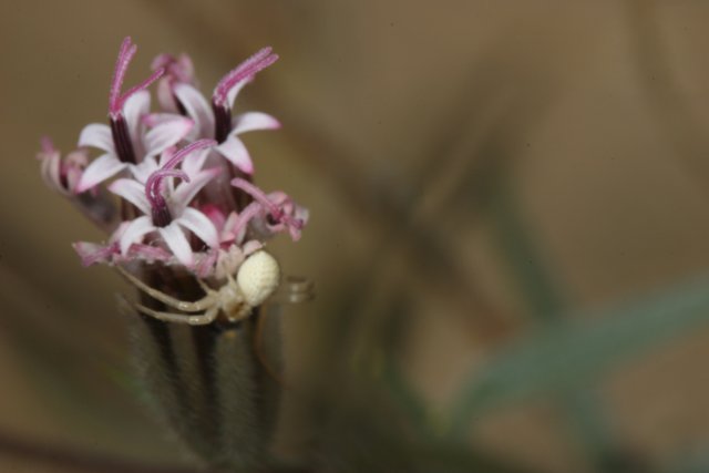 Spider on Wild Orchid