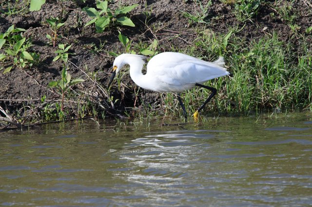 Snowy Egret Foraging Along Wetland Shore