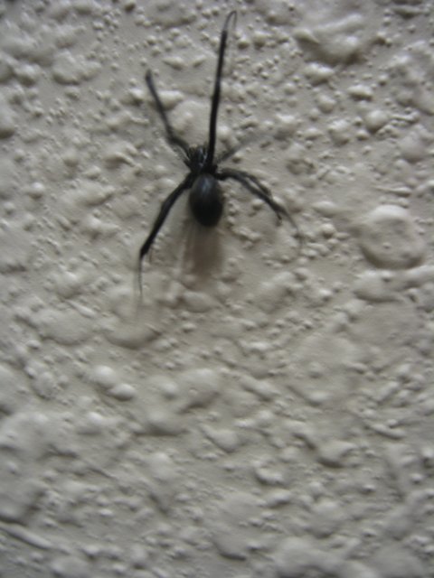Black Widow on the Wall