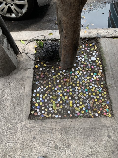 Coin-filled Tree in the Urban Jungle