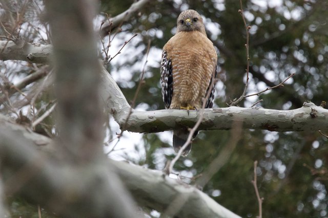 Red-Shouldered Hawk Perched on Winter Branch