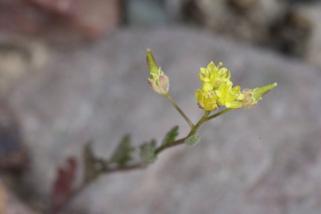 A Lone Yellow Blossom