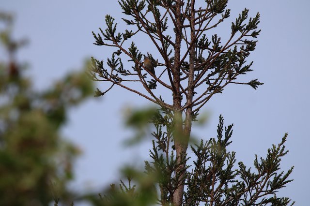 Cedar Waxwing Perched in Conifer Tree at Dusk