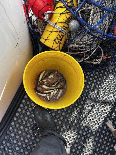 Fresh Catch from Gulf of the Farallones