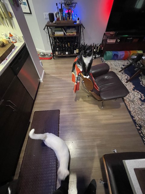 Feline Majesty in the Living Room