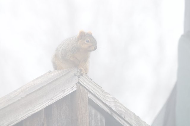 Curious Squirrel Perched on Wooden Structure in Fog