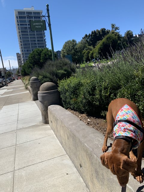 Colorful Canine on City Sidewalk
