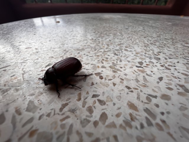 Desert Dung Beetle