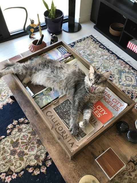 Purrfectly Relaxed Coffee Table Companion