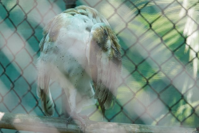 Solitude Behind the Mesh - A Glimpse at a Vulture in Captivity