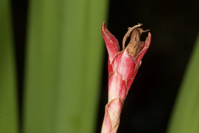 Bud of Acanthaceae Flower