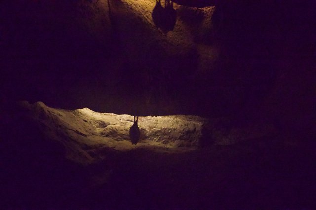 Enlightened Cave of Wonders