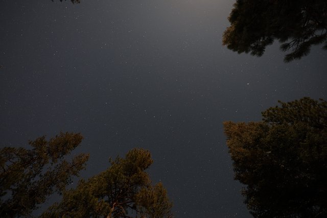 Starry Night Sky Above Lassen's Ancient Pines