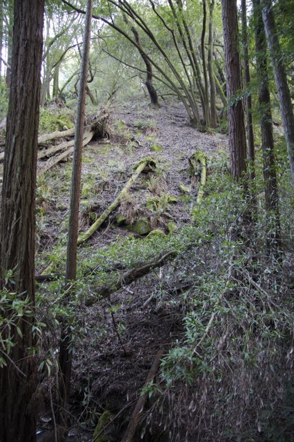 Trail in the Redwood Grove