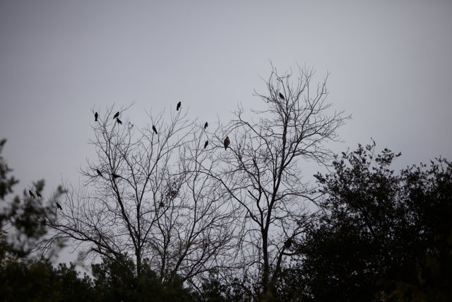A Flock of Blackbirds in Silhouette