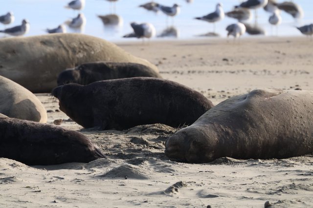 Elephant Seals Resting on Drakes Beach at Low Tide