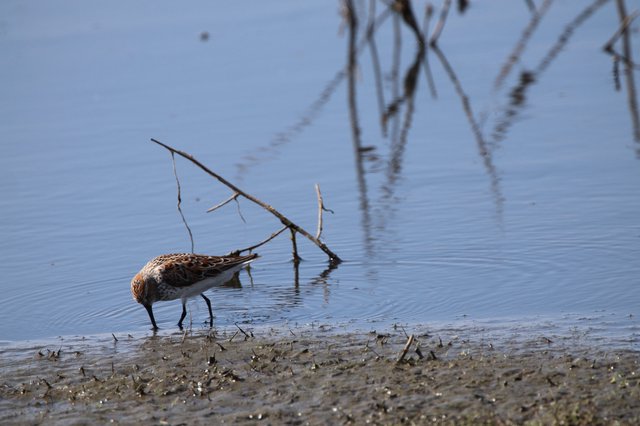 Least Sandpiper Foraging in Shallow Wetland Waters