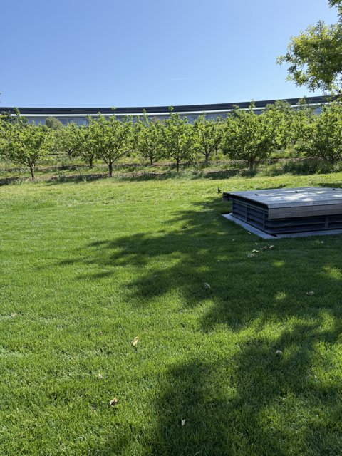 Tranquility at Apple Park