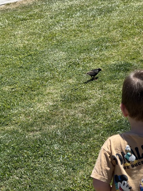 Curious Encounters