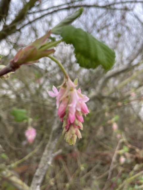 Pink Blossom on a Tree Branch