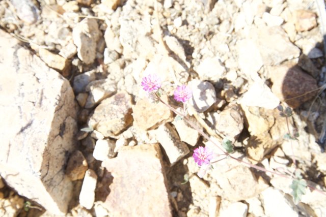 A Delicate Pink Flower Thrives in Rocky Terrain