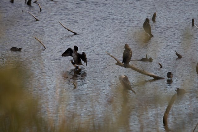 Enthralling Birds of Lake Merced