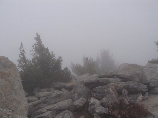 Foggy Evergreen Wilderness