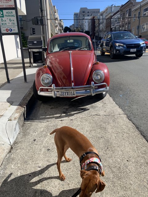 Street Pup