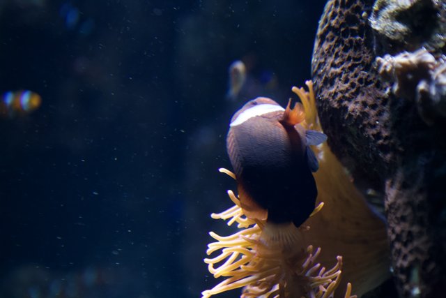 Colorful Clownfish in Coral Reef Aquarium