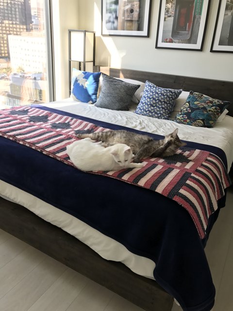 Feline Friends on a Cozy Bed